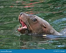 Image result for Sea Lion Head