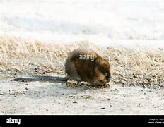 Image result for Muskrat Snow