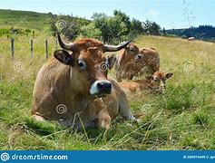 Image result for Mother Cow with Calf