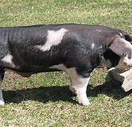 Image result for Large White Swine