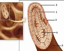 Image result for Anatomy of Spongy Bone