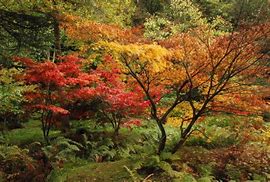 Image result for Maple Trees Variety