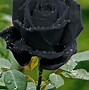 Image result for Black Rose Pic