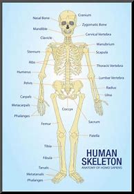 Image result for Every Bone in the Human Body