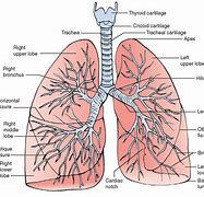 Image result for Narrowing of the Airways