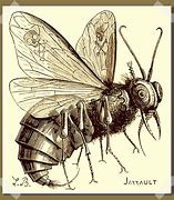 Image result for Beelzebub Flies