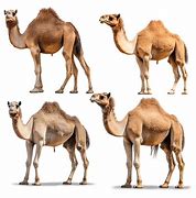 Image result for 4 Camels and a Dog