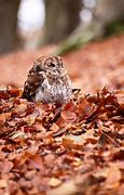 Image result for Owl Hide Among Leaves