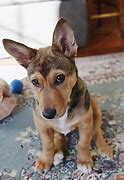 Image result for Corgi Hound Mix