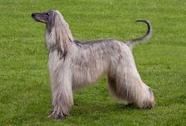 Image result for Afghan Hound Husky Mix