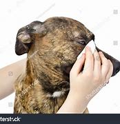 Image result for Clean Dog Eye