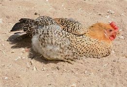 Image result for sicilian buttercup chicken characteristics