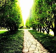 Image result for Paved Path Tree