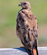 Image result for Human Hawk