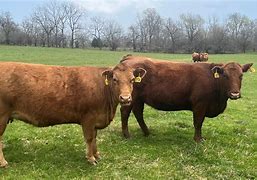 Image result for Red Baldy Cattle