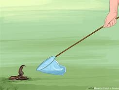 Image result for How to Catch Snakes