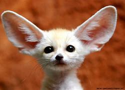 Image result for Rare Cute Exotic Animals