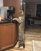 Image result for Silver Serval Cat