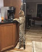 Image result for African Serval House Cat