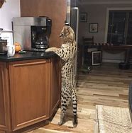 Image result for African Serval House Cat