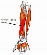 Image result for Abductor Pollicis Longus vs Brevis