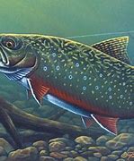 Image result for Brook Trout Art