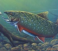 Image result for Brook Trout