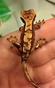 Image result for Crested Gecko Petco