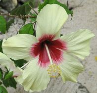 Image result for Hawaii State Flower