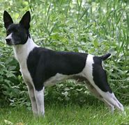 Image result for Rat Terrier Mix Breeds