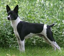 Image result for Rat Terrier Breeds