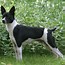 Image result for Rat Terrier Pups