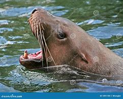 Image result for Sea Lion Head