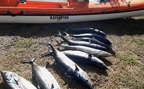 Image result for Katonkel Fish