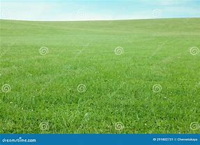 Image result for Bright Green Grass in Lawn