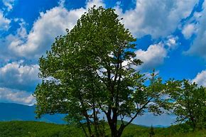 Image result for Blue Ridge Parkway TN