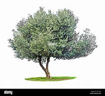 Image result for White Olive Tree