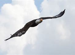 Image result for Bald Eagle Bird Flying