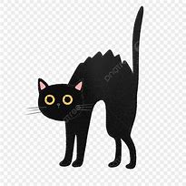 Image result for Black Scaredy Cat