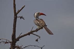 Image result for Red-billed Hornbill