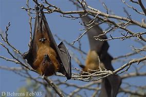 Image result for Pteropus