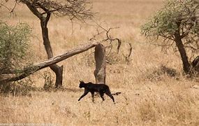 Image result for Melanistic Serval Cat