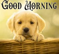 Image result for Funny Good Morning Puppy