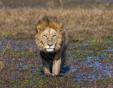 Image result for Lion Protecting Cub