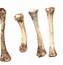 Image result for Chicken Feet Bones