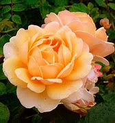 Image result for 70th Birthday Rose Bush