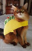 Image result for Cat Taco Memesa