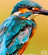 Image result for Kingfisher Blue Colour