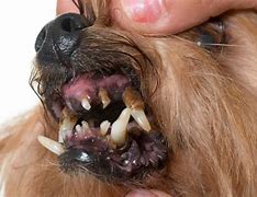 Image result for Dog Tooth Tartar