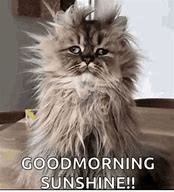 Image result for Good Morning Cat. Emoji